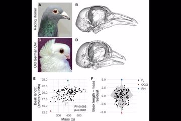 生物学家解开达尔文的鸽子之谜 意外发现与人类遗传病的关系