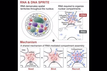 《细胞》封面重磅 我们可把RNA想得太简单了……