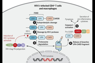 深度打击潜伏的HIV！科学家发现可识别HIV蛋白酶，启动感染细胞程序性死亡的炎性小体，有助于彻底消灭体内病毒库