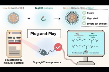 Ma Yanbing's Team Developed a "Plug-and-Play" Cancer Vaccine Platform Based on Norovirus Structural Proteins