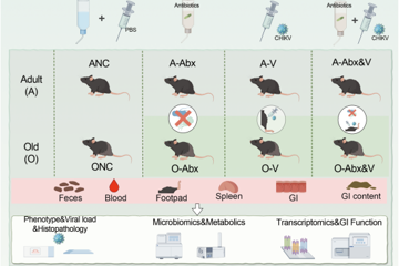 协和青年学者陈泓宇以共同第一作者在《Gut Microbes》发表重要研究成果