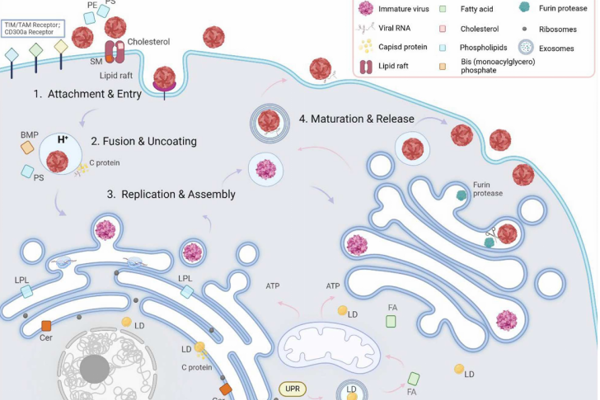 中国医学科学院医学生物学研究所研究进展快报第7期 医学生物学研究所孙强明团队系统梳理了登革病毒与脂质代谢相互作用的研究进展